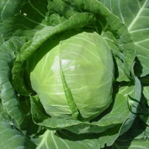 Brassica Oleracea, Common Cabbage Seed 2000 PCS, Jieqiu Ganlan