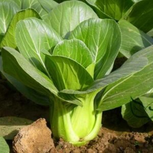 Brassica Chinensis, Bok Choi Pak Choi Seed 5000 PCS, Pok Choi Shanghaiqing