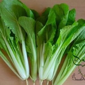 Brassica Campestris, Bok Choy White Cabbage Seed 5000 PCS, Pak Choi Xiaobaicai