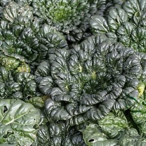 Brassica Cabbage, Brassicaceae Variety Seed 5000 PCS, Wutacai