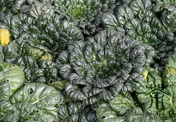 Brassica Cabbage, Brassicaceae Variety Seed 5000 PCS, Wutacai