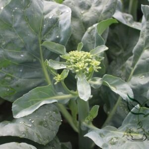 Brassica Alboglabra, Chinese Kale Gai Lan Seed 3000 PCS, Jielan