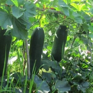 Benincasa Hispida, Winter Gourd Seed 500 PCS, Winter Melon Heipi Donggua