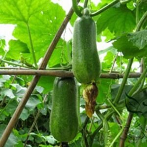 Benincasa Hispida, Ash Gourd Seed 500 PCS, Wax Gourd Xiaodonggua