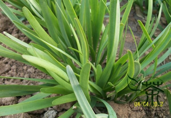 Allium Tuberosum, Garlic Chives Seed 5000 PCS, Oriental Garlic Baigen Jiucai