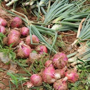 Allium Cepa, Common Onion Seed 5000 PCS, Bulb Onion Yangcong