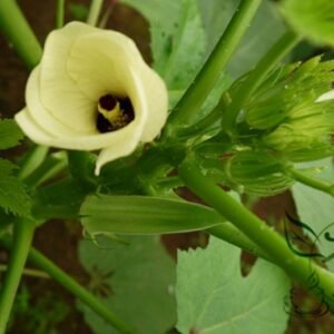 Abelmoschus Esculentus, Yellow Okra Ochro Seed 1000 PCS, Huangqiukui