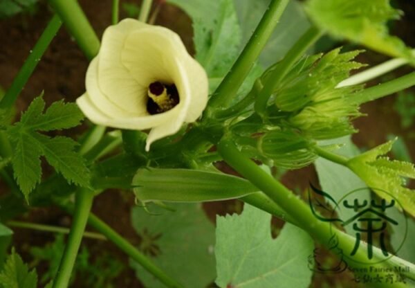 Abelmoschus Esculentus, Yellow Okra Ochro Seed 1000 PCS, Huangqiukui