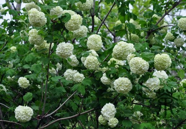 Viburnum Opulus, Guelder-rose Seed 1000 PCS, Water Elder Ouzhou Jiami