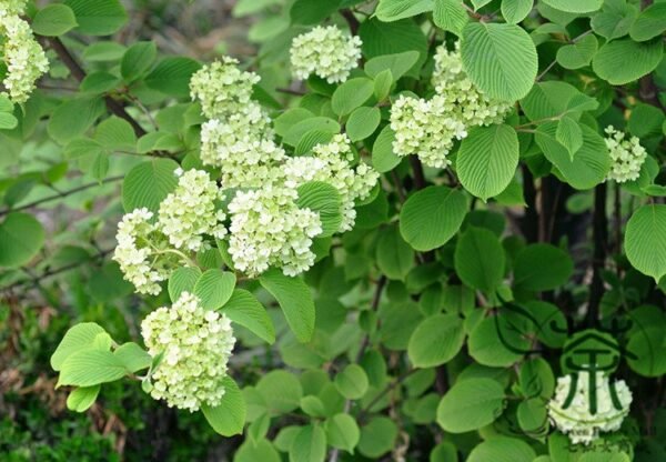 Viburnum Plicatum, Japanese Snowball Seed 1000 PCS, Fentuan Jiami