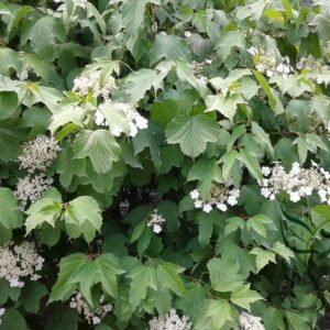 Viburnum Sargentii, Sargent Viburnum Seed 1000 PCS, Tianmu Qionghua