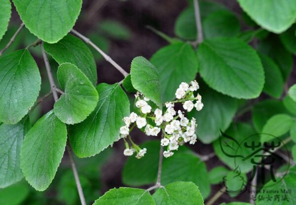 Viburnum Schensianum, Shensi Viburnum Seed 1000 PCS, Shanxi Jiami