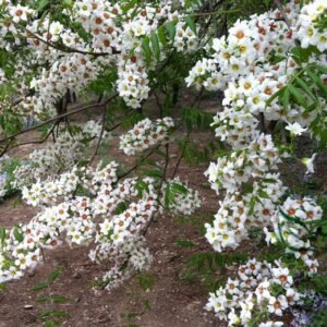 Xanthoceras Sorbifolium, Goldenhorn Yellowhorn Seed 100 PCS, Wenguanguo