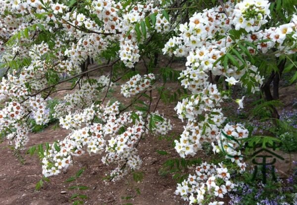 Xanthoceras Sorbifolium, Goldenhorn Yellowhorn Seed 100 PCS, Wenguanguo