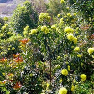 Xanthostemon Chrysanthus, Golden Penda Seed 200 PCS, Jinputao