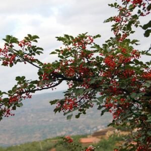 Zanthoxylum Bungeanum, Chinese Prickly-ash Seed 1000 PCS, Huajiao