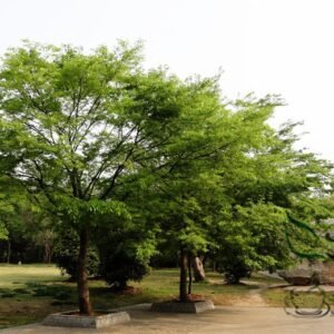 Zelkova Serrata, Japanese Zelkova Seed 1000 PCS, Japanese Elm Jushu