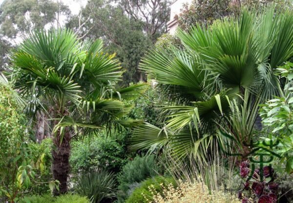 Trachycarpus Fortunei, Windmill Palm Seed 200 PCS, Chusan Palm Zonglv