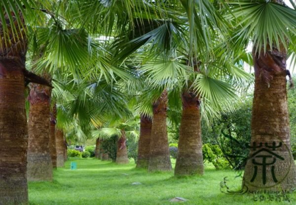 Trachycarpus Fortunei, Windmill Palm Seed 200 PCS, Chusan Palm Zonglv