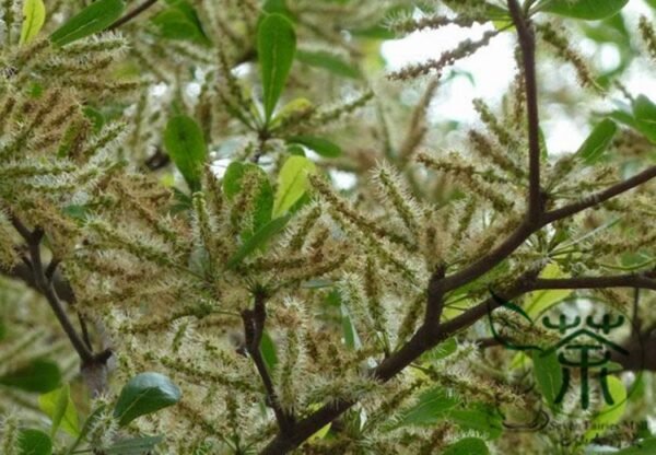 Terminalia Mantaly, Madagascar Almond Seed 100 PCS, Xiaoye Lanren - Image 7