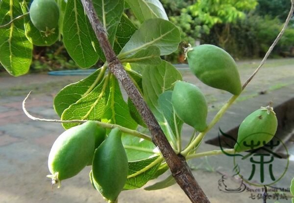 Terminalia Mantaly, Madagascar Almond Seed 100 PCS, Xiaoye Lanren - Image 8