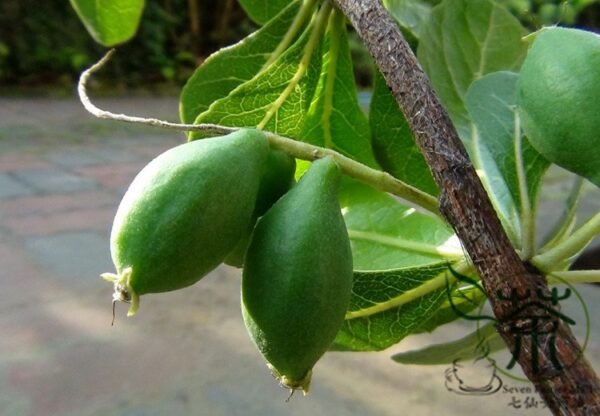 Terminalia Mantaly, Madagascar Almond Seed 100 PCS, Xiaoye Lanren - Image 9