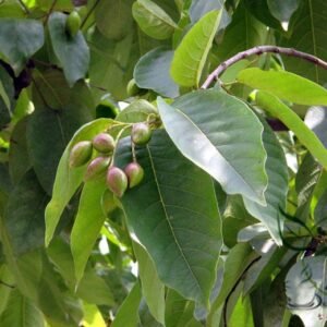 Terminalia Chebula, Chebula Myrobalan Seed 100 PCS, Yellow Haritaki Hezi