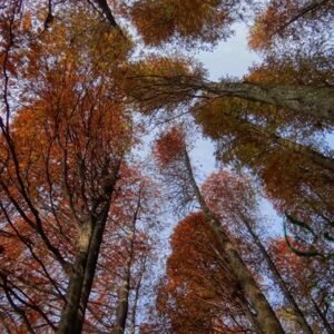 Taxodium Distichum, Bald Cypress Seed 300 PCS, Tree Seeds Luoyushan