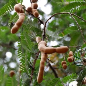 Tamarindus Indica, Tamarind Tree Seed 200 PCS, Suanjiao