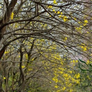 Tabebuia Chrysantha, Yellow Ipe Seed 200 PCS, Huanghua Fenglingmu