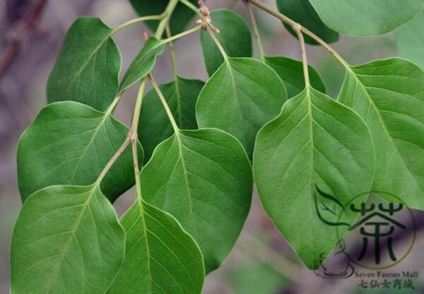 Syringa Reticulata, Japanese Tree Lilac Seed 1000 PCS, Baoma Dingxiang - Image 2