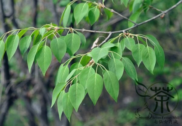 Syringa Reticulata, Japanese Tree Lilac Seed 1000 PCS, Baoma Dingxiang - Image 3