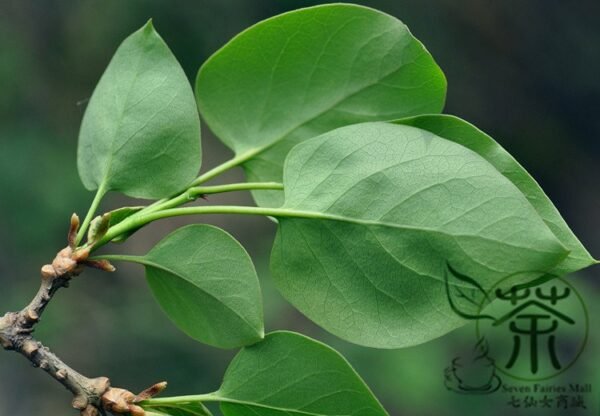 Syringa Reticulata, Japanese Tree Lilac Seed 1000 PCS, Baoma Dingxiang - Image 4