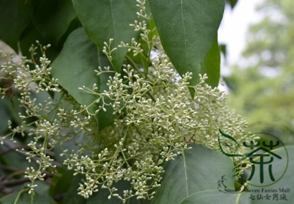 Syringa Reticulata, Japanese Tree Lilac Seed 1000 PCS, Baoma Dingxiang - Image 5