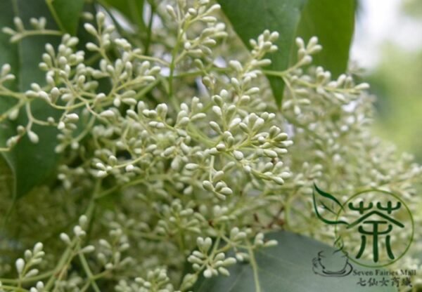 Syringa Reticulata, Japanese Tree Lilac Seed 1000 PCS, Baoma Dingxiang - Image 6