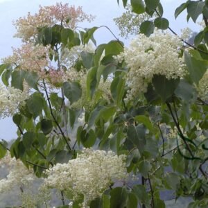 Syringa Reticulata, Japanese Tree Lilac Seed 1000 PCS, Baoma Dingxiang