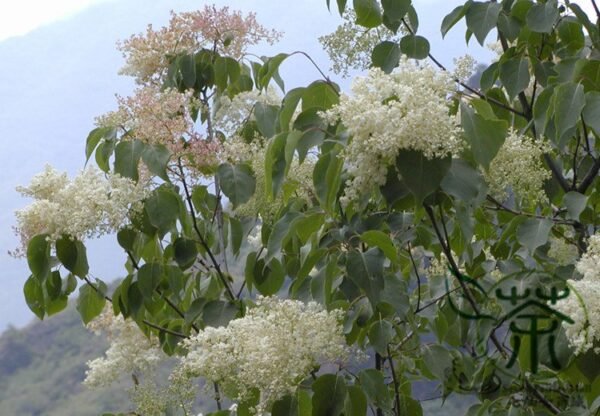 Syringa Reticulata, Japanese Tree Lilac Seed 1000 PCS, Baoma Dingxiang