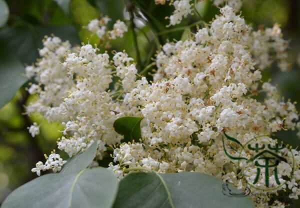 Syringa Reticulata, Japanese Tree Lilac Seed 1000 PCS, Baoma Dingxiang - Image 7