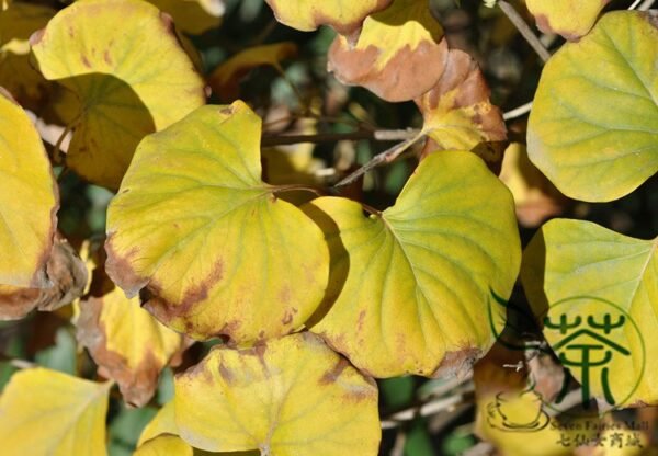 Syringa Reticulata, Japanese Tree Lilac Seed 1000 PCS, Baoma Dingxiang - Image 8