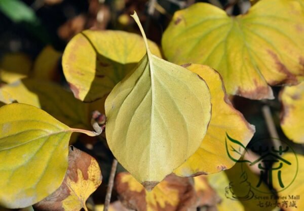 Syringa Reticulata, Japanese Tree Lilac Seed 1000 PCS, Baoma Dingxiang - Image 9