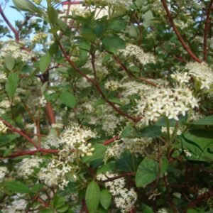 Swida Alba, Cornus Alba Red-barked Seed 1000 PCS, Hongruimu