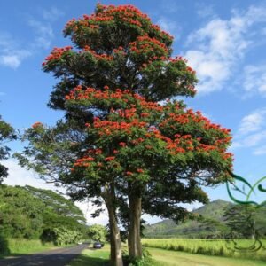 Spathodea Campanulata, African Tuliptree Seed 500 PCS, Tree Seeds Huoyanmu