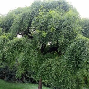 Sophora Japonica, Japanese Pagoda Tree Seed 500 PCS, Guohuai