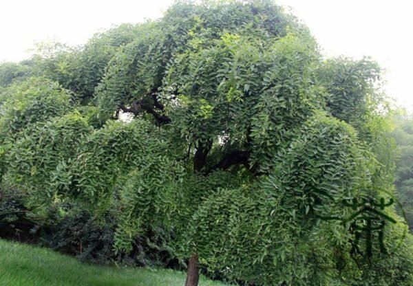 Sophora Japonica, Japanese Pagoda Tree Seed 500 PCS, Guohuai