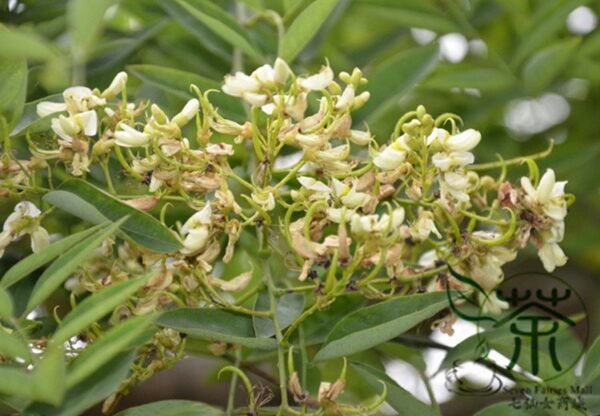 Sophora Japonica, Japanese Pagoda Tree Seed 500 PCS, Guohuai - Image 5