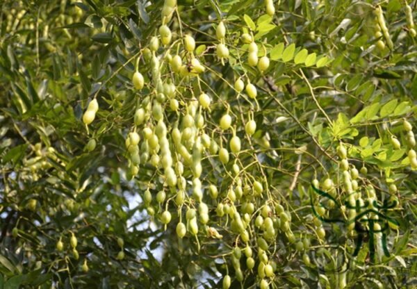 Sophora Japonica, Japanese Pagoda Tree Seed 500 PCS, Guohuai - Image 7