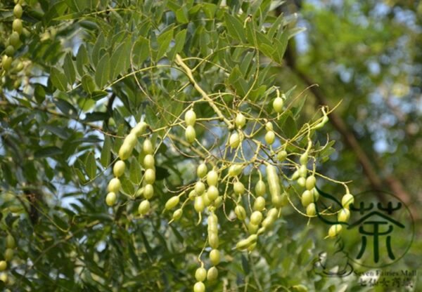 Sophora Japonica, Japanese Pagoda Tree Seed 500 PCS, Guohuai - Image 9