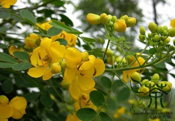 Senna Surattensis, Cassia Surattensis Seed 1000 PCS, Huanghuai Jueming - Image 3