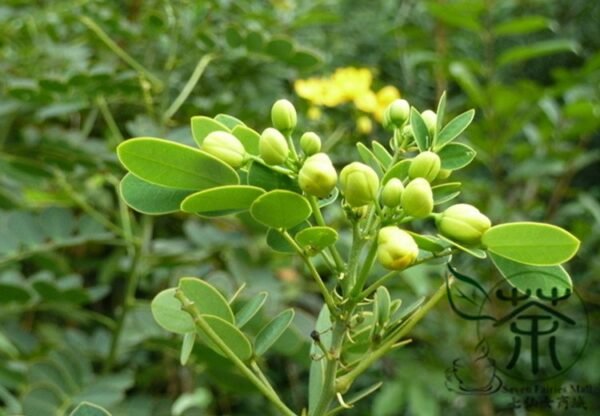 Senna Surattensis, Cassia Surattensis Seed 1000 PCS, Huanghuai Jueming - Image 4