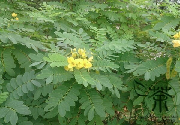 Senna Surattensis, Cassia Surattensis Seed 1000 PCS, Huanghuai Jueming - Image 5